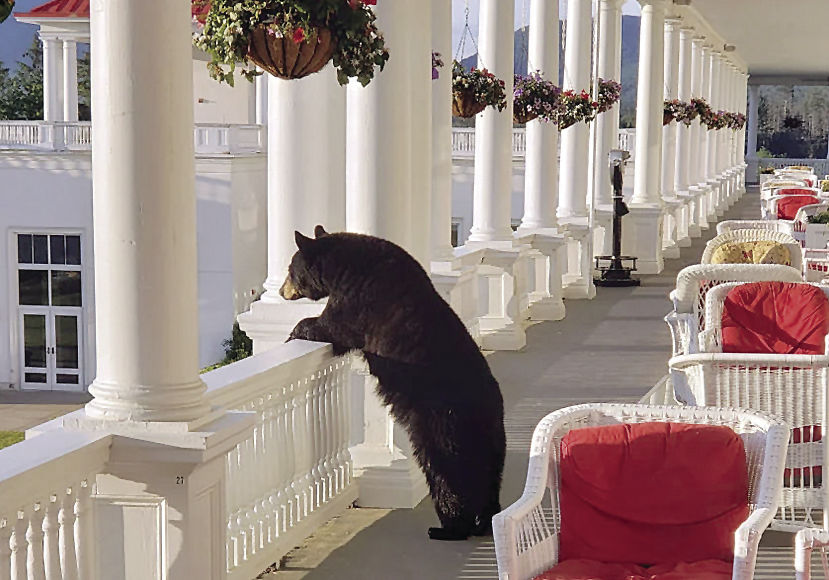 Black Bear